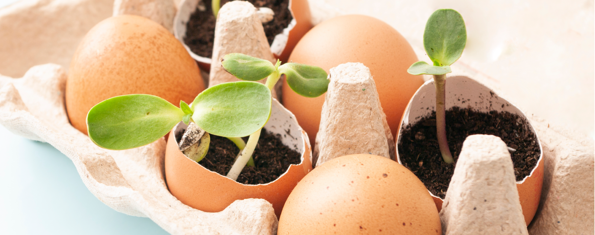 Empty egg shells in an egg carton with sprouts growing
