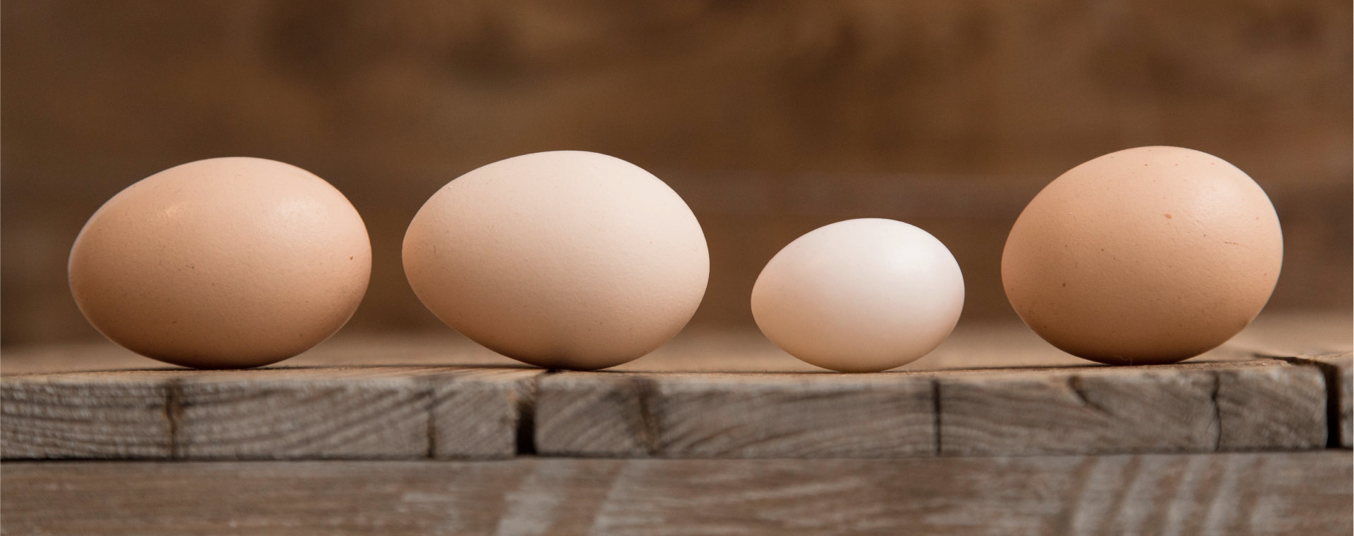 Side view of a row of different sized eggs