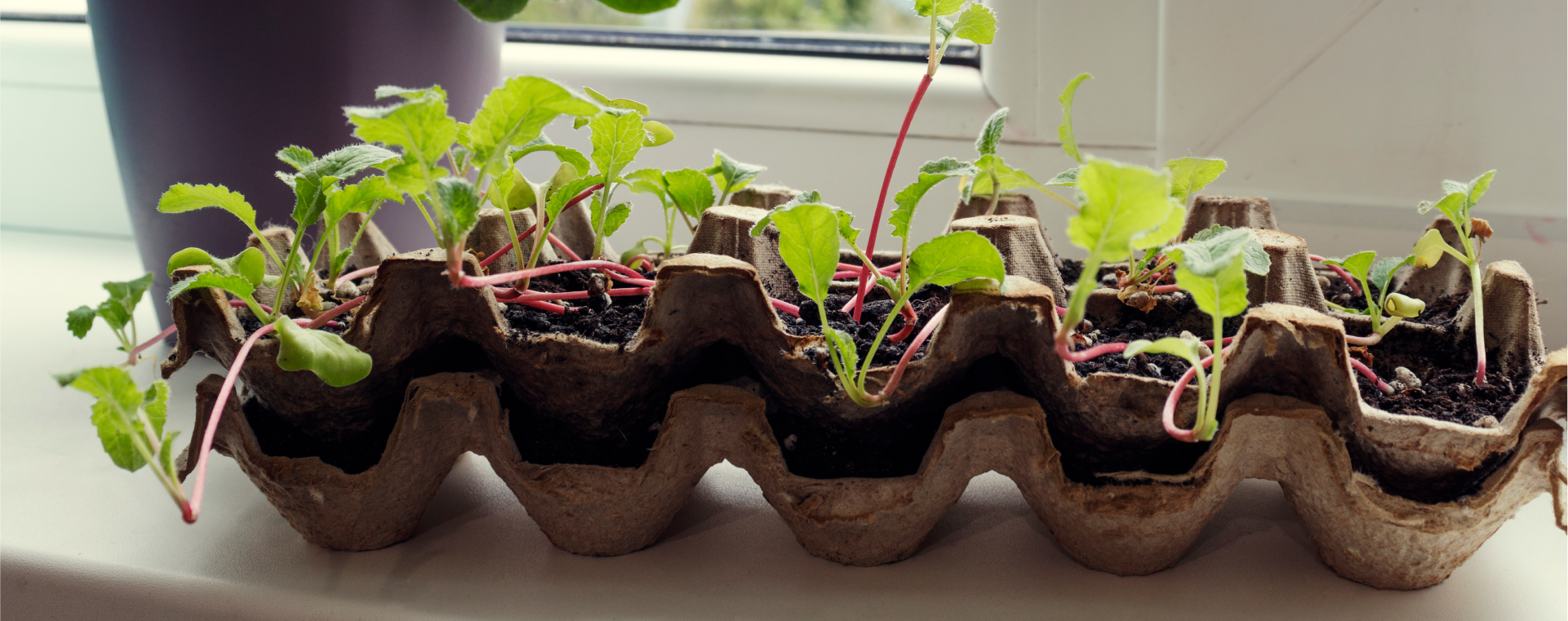 An egg carton being used as a plant tray with plants growing out of it