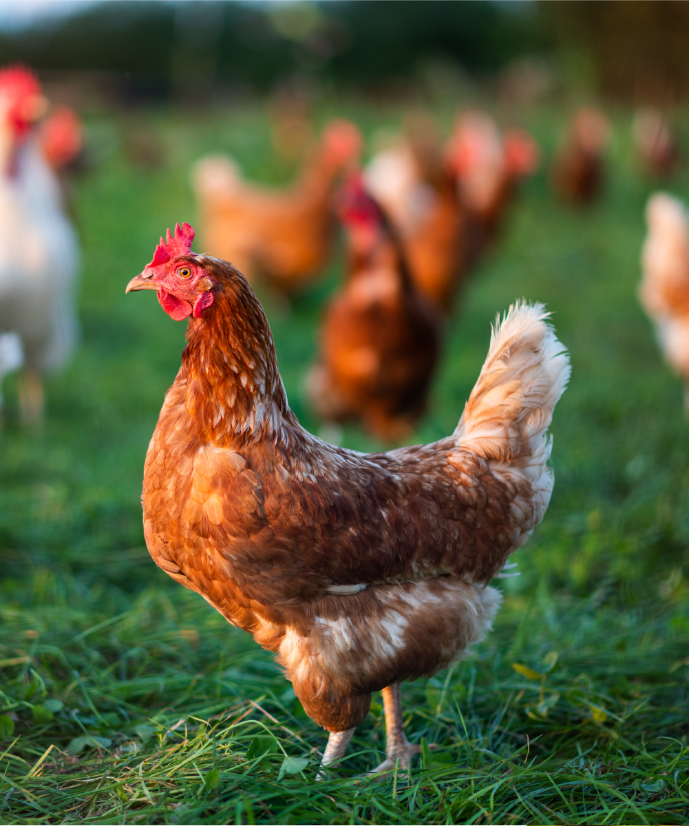 Close up of brown hen in a field of brown hens in the distance