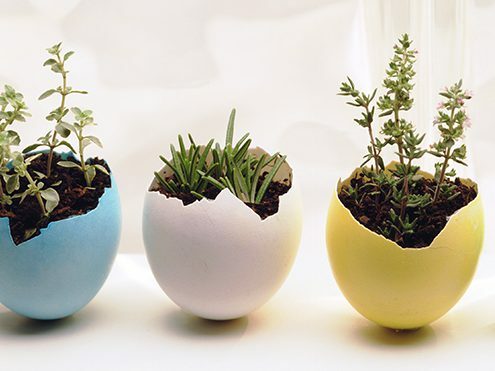 Easter Eggs used for Planting seeds