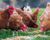 Close up of brown hens eating chicken feed in an open pasture