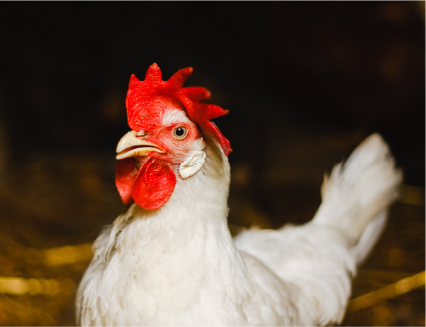 White hen named Dolly