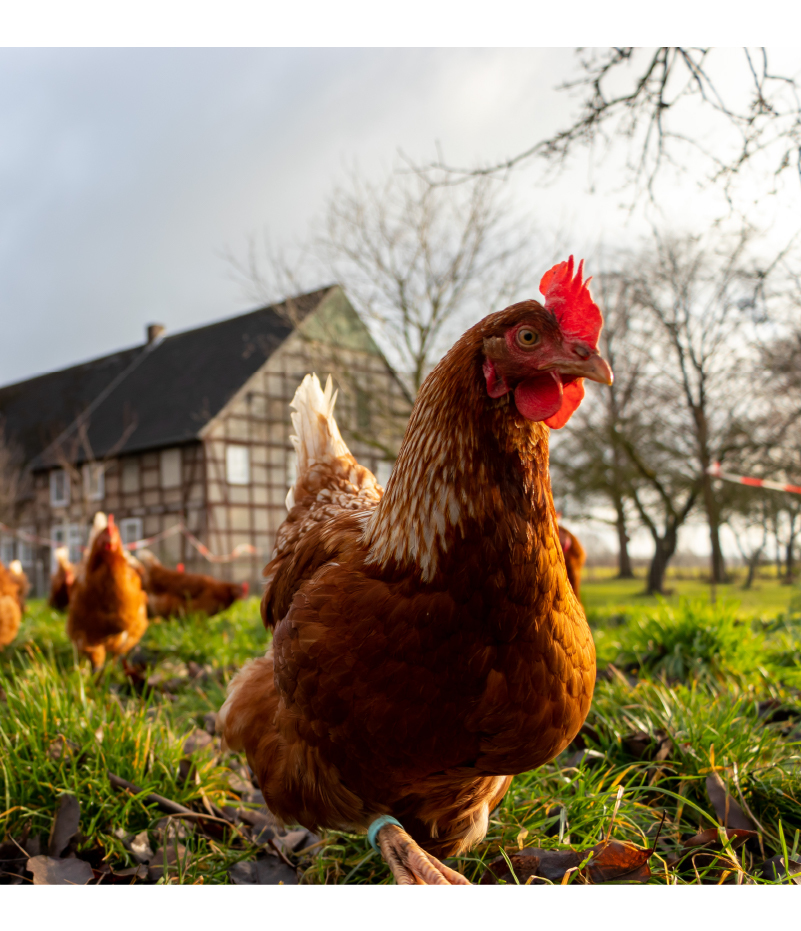 Brown hen running towards camera