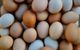 A pile of white eggs, brown eggs, and blue eggs