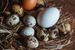 Nest on a wooden table filled with one brown egg, one white egg, and multiple specialty quail eggs