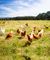 Multiple pasture-raised hens walking in an open pasture