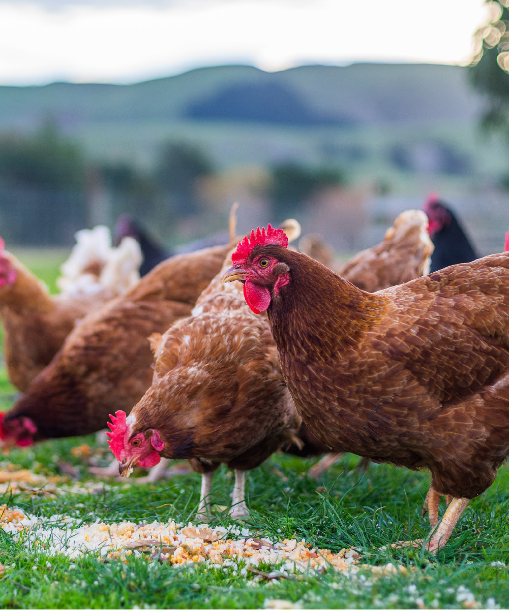 Brown free-range hens eating seeds in a field